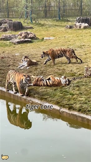 Pt 3 | big cat core#core#catsoftiktok#bigcat #catlover #fyp#cute#petsoftiktok #cattoks
