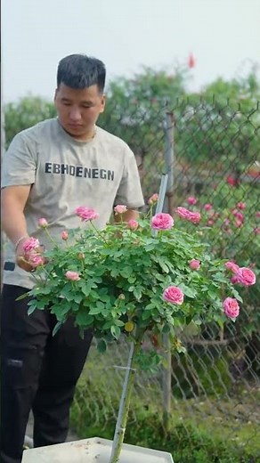 🌹 How to Prune Roses Before Winter | Easy Rose Care Tips ❄️🌿