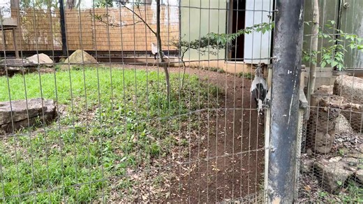 9.9K views · 116 reactions | Bird's park in Singapore ️ | Exotic Pets Aviary | Facebook