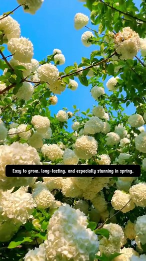 Even a professional camera can’t capture the full beauty of this fairytale like flower — the Snowball Bush | Terra Nursery