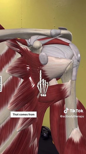Understanding the Rotator Cuff: Muscles and Function Explained