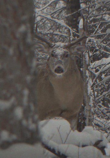 Merry Christmas from Rut Daniels: Hunting Joys