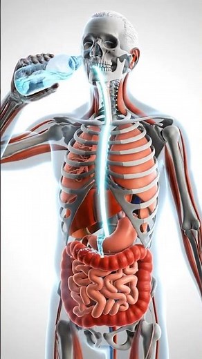 “Create a high-detail 3D anatomical visualization of a human body. #visuallearning #interactivevisu