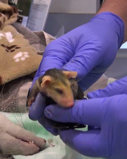 Little baby opossums.