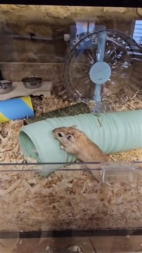 It’s a midweek pick-me-up courtesy of our newest Rodent Room residents, the marvellous Mongolian gerbils! 🏜️🐹 Originally from Mongolia and northern China, these tiny desert dynamos are expert diggers, sand-bath specialists, and total social butterflies. They’re already busy exploring, and bringing a whole new energy to our Rodent Room, showcasing amazing desert adaptations and natural behaviours. Who else wishes they could tackle Wednesday with this much enthusiasm? 🙋‍♀️💜 #MidweekMood #Stteb