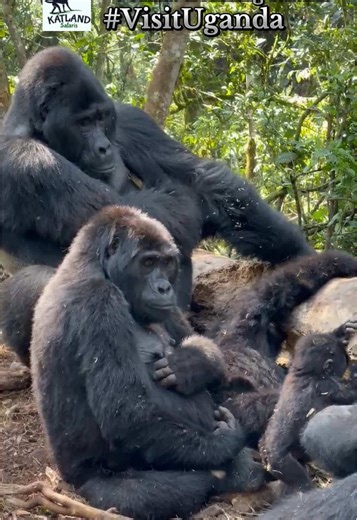 Gorilla Trekking Safaris in Uganda: 3-Day Adventure