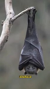 Facts about bats #fact #facts #factsdaily #knowledge #didyouknow #factz #amazingfacts #factsoflife #dailyfacts #knowledgeispower #generalknowledge #instafacts #science #gk #interestingfacts #love #instagram #india #factoftheday #sciencefacts #truefacts #motivation #coolfacts #didyouknowfacts #realfacts #funfacts #dailyfact #factsonly #follow #life | Facts Story