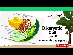 The Endomembrane System | #eukaryoticcell
