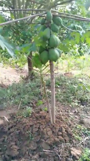 Our Papaya Tree Is Loaded! Farm Progress Update 🌿🍈