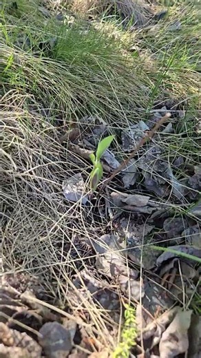 Where to Plant Showy Aster (Eurybia conspicua): Native Growth Update