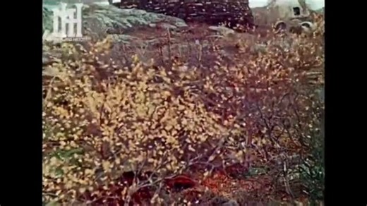 French Historian on Instagram: "📽️💥 - Color Footage of German anti-aircraft units (Luftwaffe Flak Troops) engaging in air defense against Soviet Air Forces over Norway in 1944. Color film was an expensive and rare commodity during the first half of the 20th century. This small excerpt from a German propaganda film gives us a unique chance to see anti-aircraft combat footage during World War II in color, rather than the usual b/w film we are all used to seeing. - by Maximus and History ---- My 