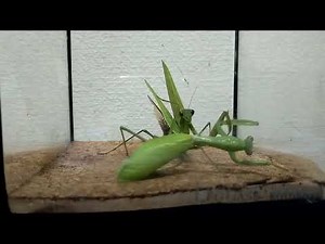 【ワンサイド試合】オオカマキリ９７ｍｍＶＳムネアカハラビロカマキリ７５ｍｍ【国産種ＶＳ外来種】