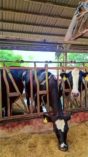 Watch This Holstein Friesian Cow Enjoy Its Meal! 🐄🌿