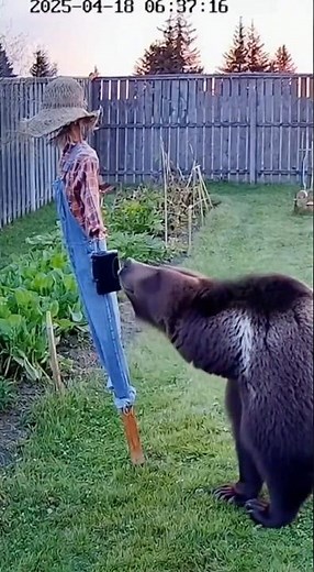 Bear Gets Terrified by a Moving Scarecrow