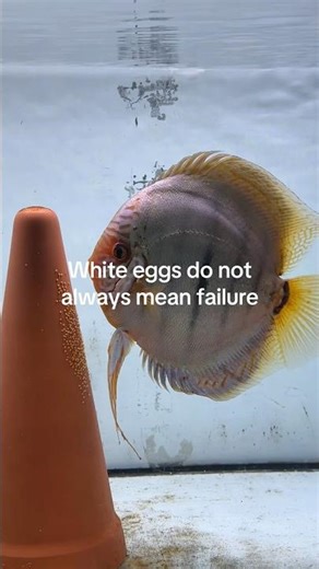 Discus Fish White Eggs #discus #fish #breeding #aquarium #tank #process