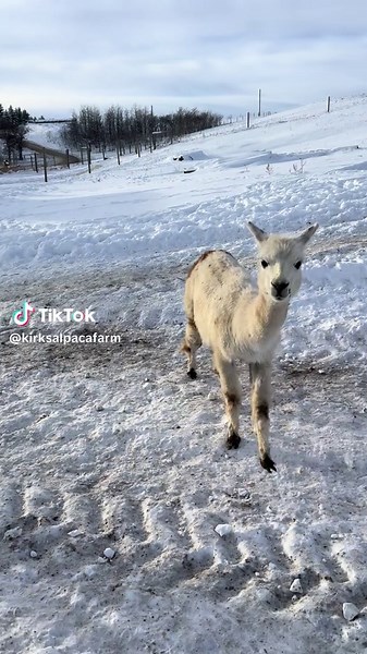 Crunchy Walks with Alpacas in the Snow