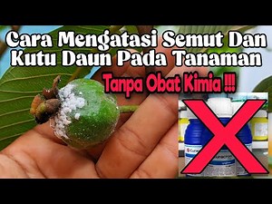 WITHOUT MEDICINE ‼️Here's How to Get Rid of Ants on Plants and Whiteflies