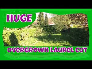 How to Reduce an Overgrown Laurel Hedge