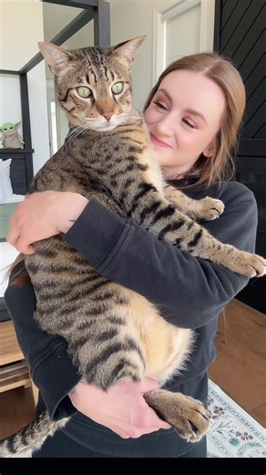 How to Hold Your Cat Comfortably for Longer