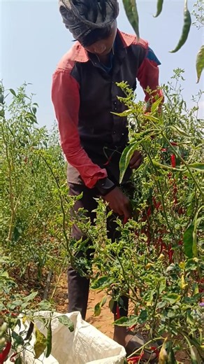 🌱 Village Farmer Hard Work | Agriculture Shorts #Farmer #VillageLife #Agriculture #NatureShorts #🌾🙏🙏