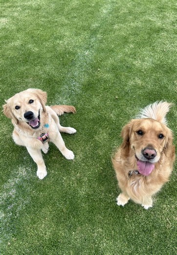 Thursday Reminder: Happiness is a wagging tail, a sunny field, and your best friend by your side. Just ask Dora and her buddy—joy is in the little things! 💓 #doragoldenmoments #puppy #goldenretrieverlife #bffs