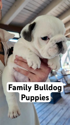 Bulldogs can be great pets for the family if done right.