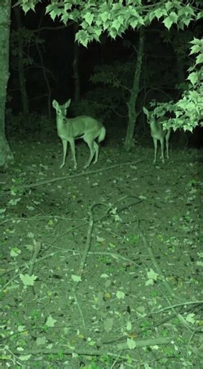 These Deer Tails Look Different 🦌