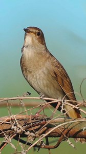 953K views · 37K reactions | Close your eyes and listen to nature's...