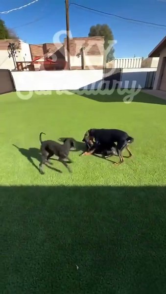 Violet the Poodle's Health Journey After Adoption