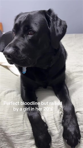 Meet My Sweet Spoiled Lab: A Heartwarming Story