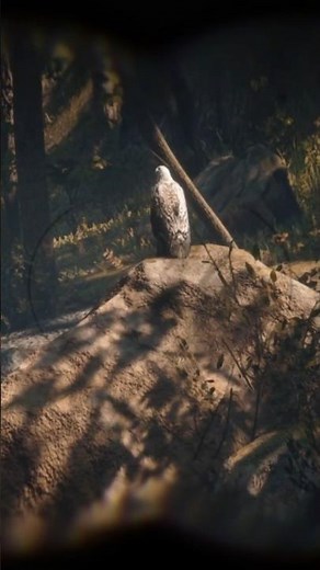 RDR2 Bald Eagle Spawn - Beaver Hollow