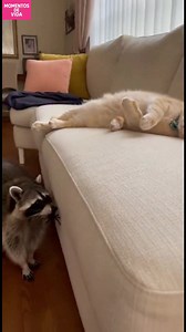 Mapache y gato: ¡Encuentro inesperado! Un mapache curioso sorprende a un gato en el sofá. ¡Mira ahora! #fblifestyle #AI Generated using Kling AI . . . (Sólo con fines de entretenimiento. Consulte a profesionales si se presentan orientaciones sobre actividades. Si se muestra alguna marca, no implica ninguna afiliación. Si se inspiran en hechos reales, pueden incluirse adaptaciones creativas. El contenido puede incluir imágenes públicas.) | Fabiosa: Hazlo más fácil