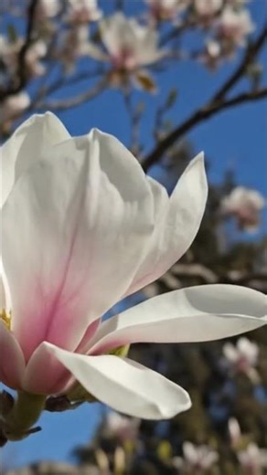 #flowers #nature #magnolia https://en.wikipedia.org/wiki/Magnolia_grandiflora