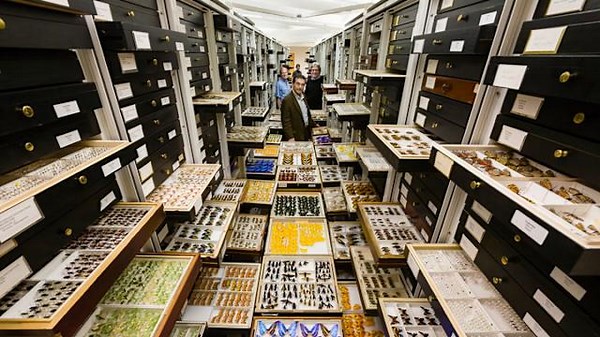 How the Smithsonian safeguards 148 million specimens