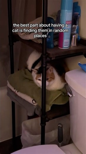 I RUINED HER BEAUTY SLEEP IG || TikTok: madisonncarlton #calicocat #cathumor #calico #catshorts #cat