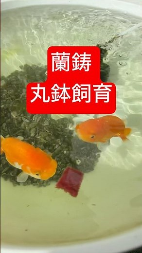 蘭鋳 アカムシ らんちゅう 赤虫 餌やり 丸鉢 飼育 初心者