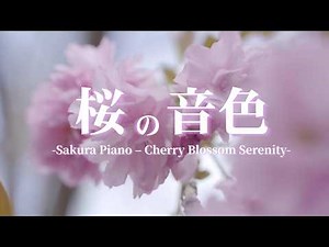 [Springtime, soothing piano BGM]Sakura Piano – Cherry Blossom Serenity | Relaxing Piano Music