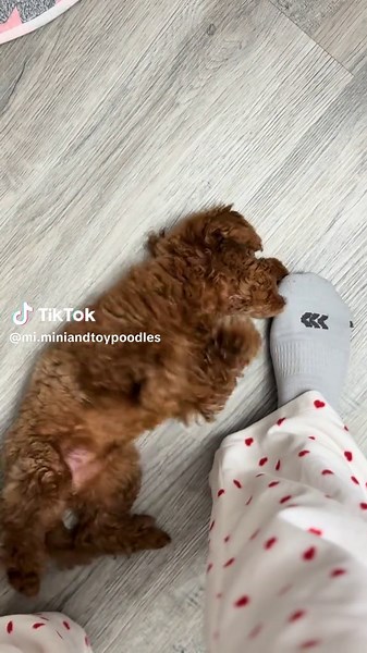 Adorable Poodles and Their Potato Bodies