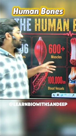 Human Skeleton System | 206 Bones of Human Body Explained