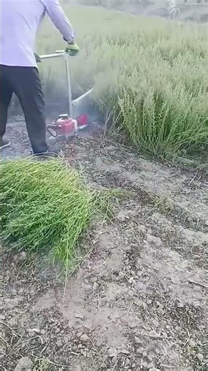 Reaping process of alfalfa using handheld cutter