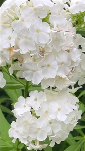 Garden Phlox or Tall Garden Phlox