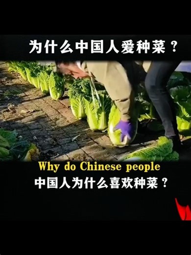 种菜成瘾：中国人的执念 #vegetables #farming #tradition #传统文化 #chineseculture