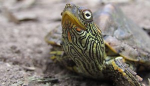 Texas Map Turtle Care (Graptemys versa) - All Turtles