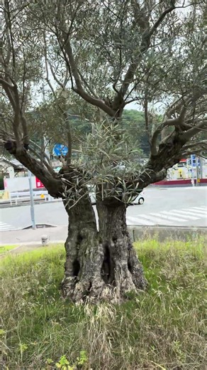 樹齢400年 オリーブの木 江田島の中央部、遠浅の入り江を眺めるロケーションに樹齢400年のオリーブの古樹がある。2つに分かれた幹と扇を広げたような樹姿が美しい.オリーブの島として注目を集めている。