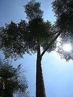 PHILIPPINE NEEM TREE.