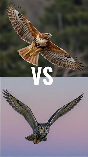 🔥 Battle of the Skies Eagle vs Owl, Falcon, Hawk