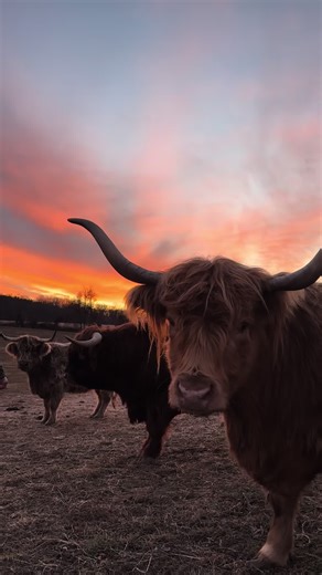 Adorable Baby Highland Cow Steals The Show!