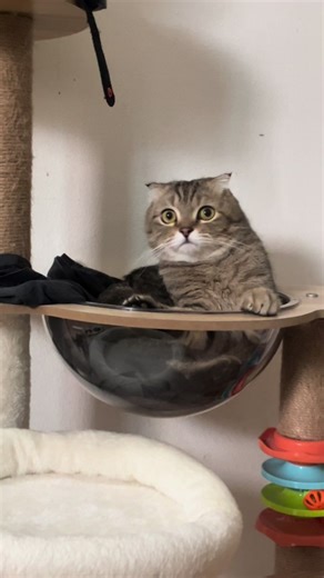 วิดีโอของ ไม่กินปูอัด (@maikinpoo_ud) พร้อมเพลง Funny - Gold-Tiger