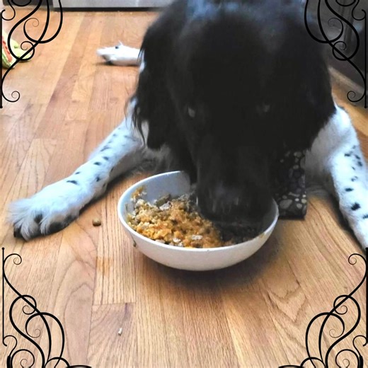 8.3K views · 272 reactions |  Meet Eve   Fostered near Raleigh, NC...