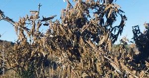 Close-up panning view. Millions of brown locust swarms decimating crops in Africa linked to Global warming, Climate change,Climate emergency Stock Video